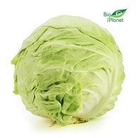 KAPUSTA MŁODA ŚWIEŻA BIO (około 0,80 kg)