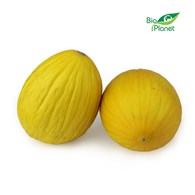 MELON ŚWIEŻY BIO (około 1,20 kg)