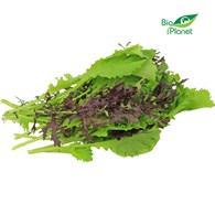 MUSZTARDOWIEC ŚWIEŻY BIO (POLSKA) (około 100 g)