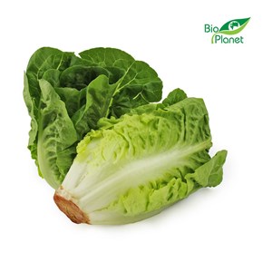 SAŁATA RZYMSKA MINI ŚWIEŻA BIO (około 0,18 kg)