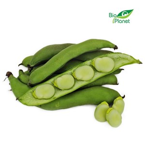 OPAKOWANIE ZBIORCZE (kg) - BÓB ŚWIEŻY BIO (około 5 kg)