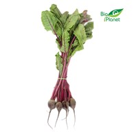 BOTWINA ŚWIEŻA BIO (POLSKA) (pęczek około 0,15 kg)