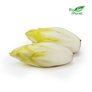 OPAKOWANIE ZBIORCZE (kg) - CYKORIA ŚWIEŻA BIO (około 2,50 kg)