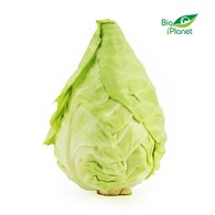OPAKOWANIE ZBIORCZE (kg) - KAPUSTA SZPICZASTA ŚWIEŻA BIO (około 6,7 kg)