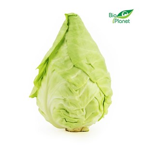 OPAKOWANIE ZBIORCZE (kg) - KAPUSTA SZPICZASTA ŚWIEŻA BIO (około 6,7 kg)