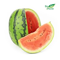 OPAKOWANIE ZBIORCZE (kg) - ARBUZ MINI ŚWIEŻY BIO (około 16 kg)